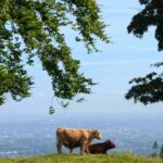 ticknock the northeastern foothills of the Dublin Mountains