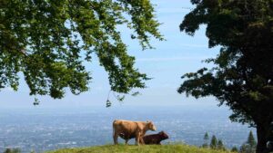 ticknock the northeastern foothills of the Dublin Mountains