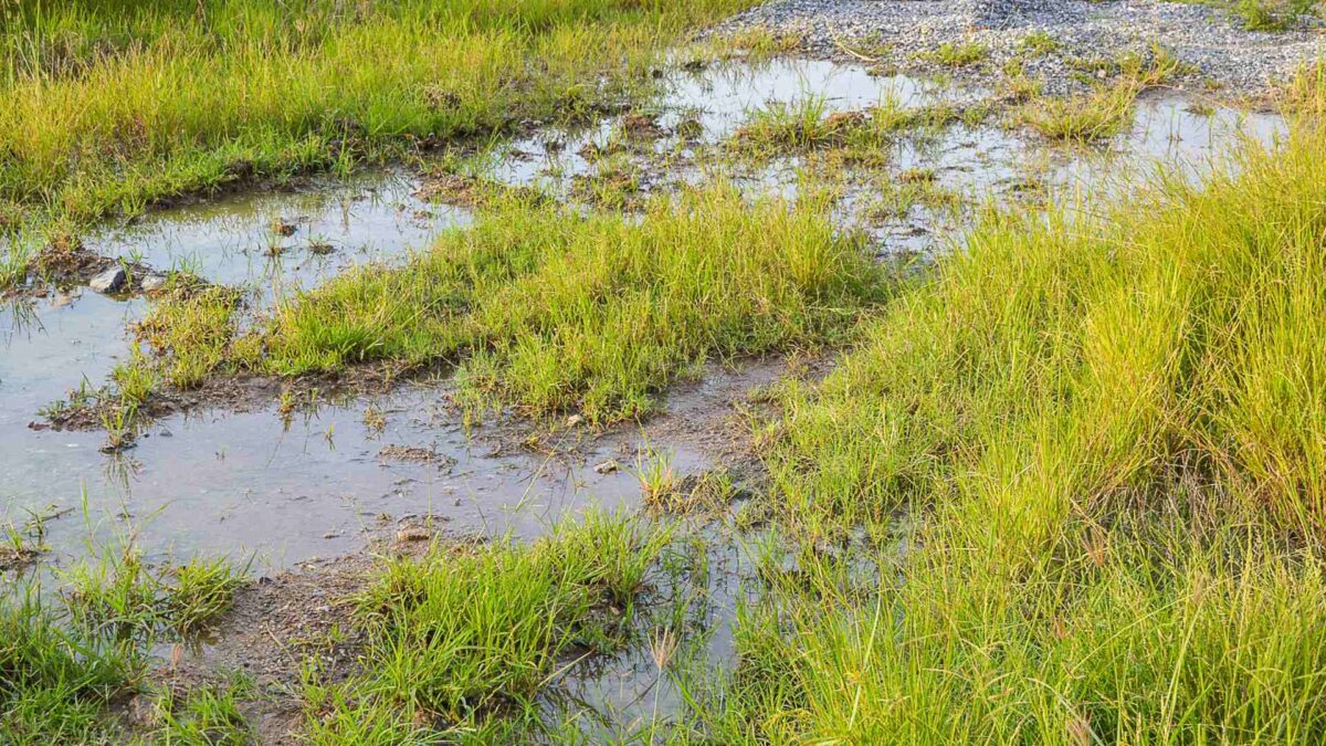 wet-land-1200x675 Wet Weather Brings Tough Field Conditions for Farmers