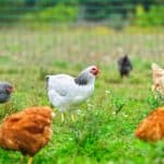 Backyard flock