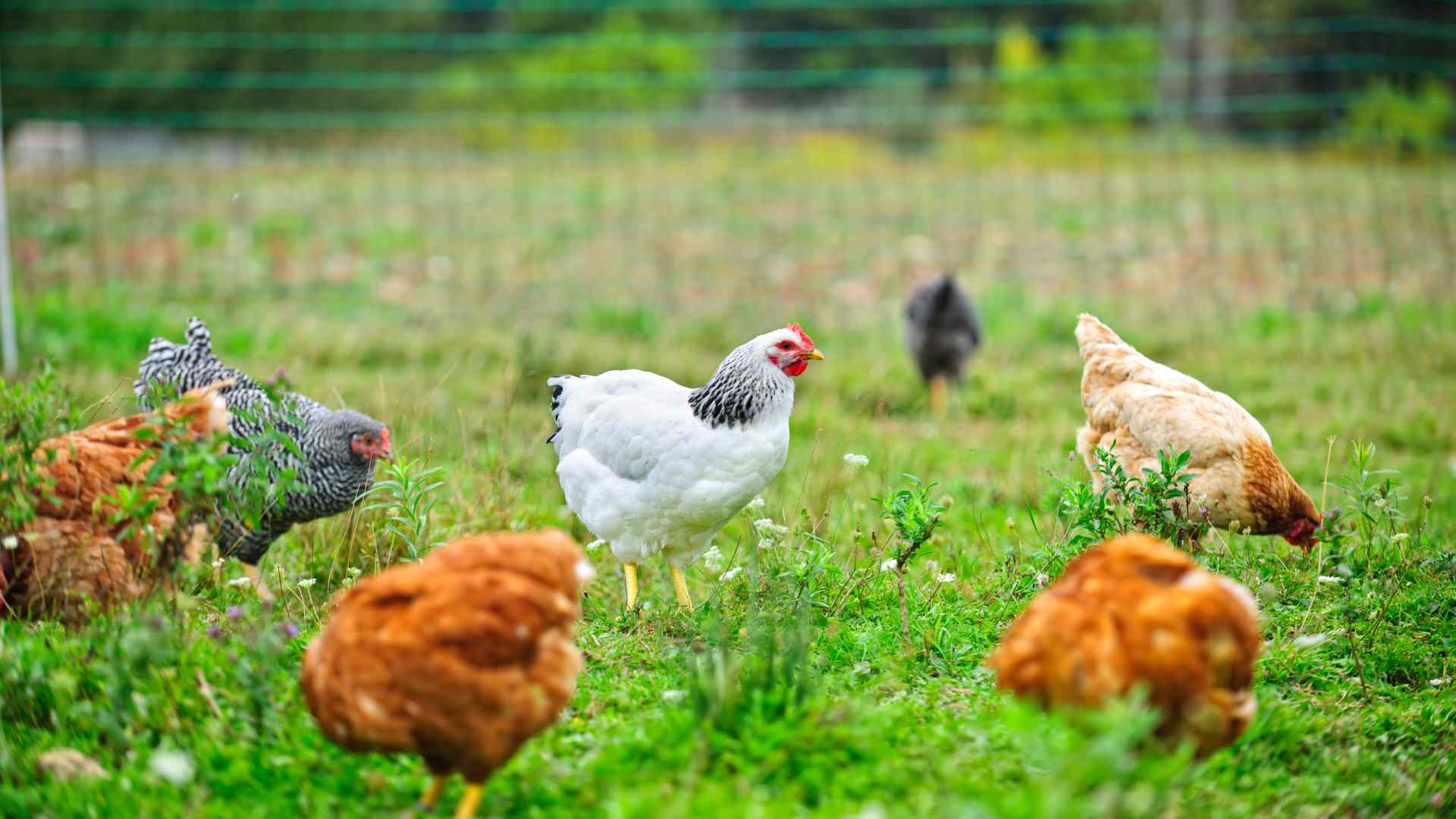 Backyard flock