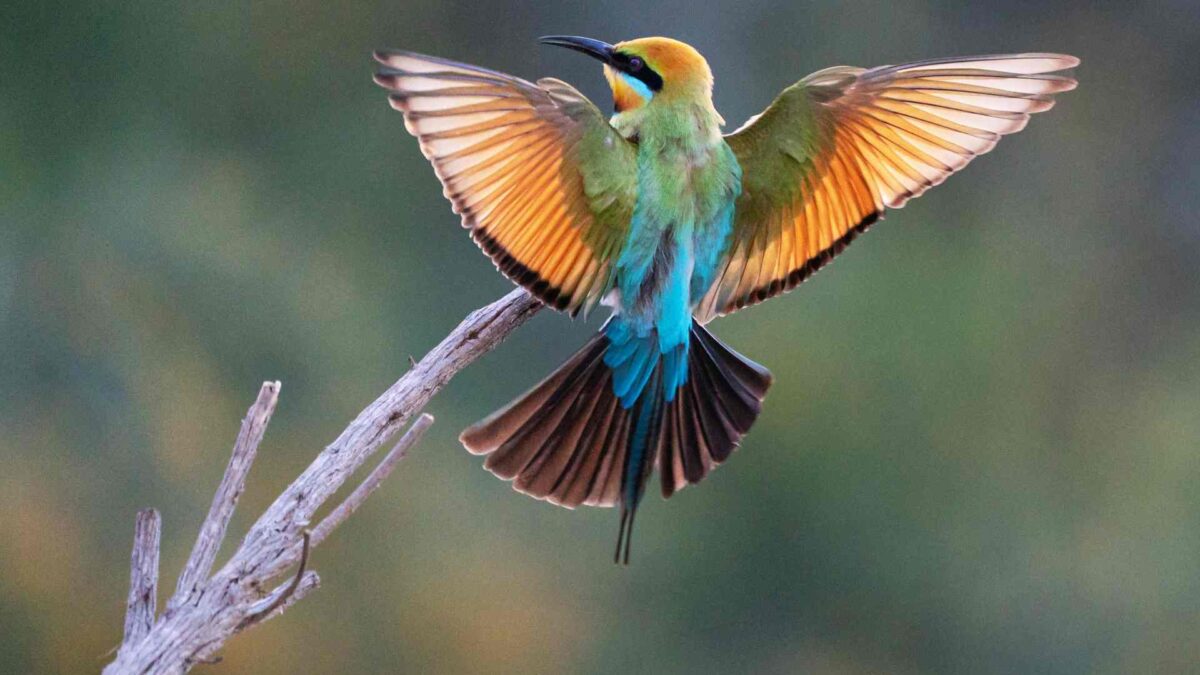 Ireland Sees Spike in Bee-Eater Sightings 26 Bee-Eater