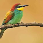 Bee-Eater