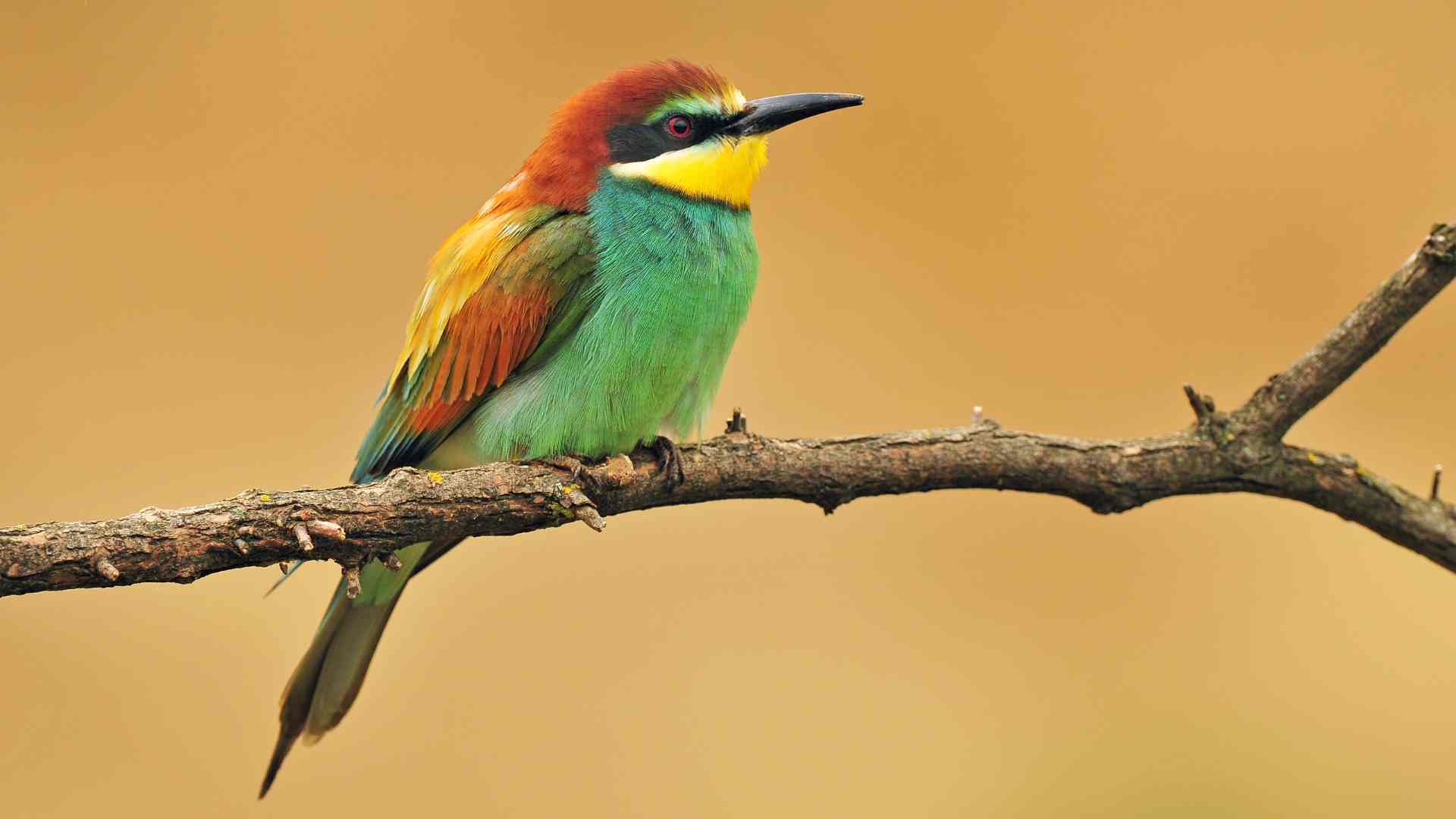 Bee-Eater