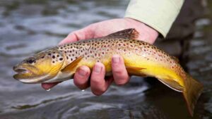 Brown trout