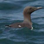 Guillemot