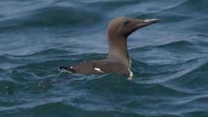 Guillemot