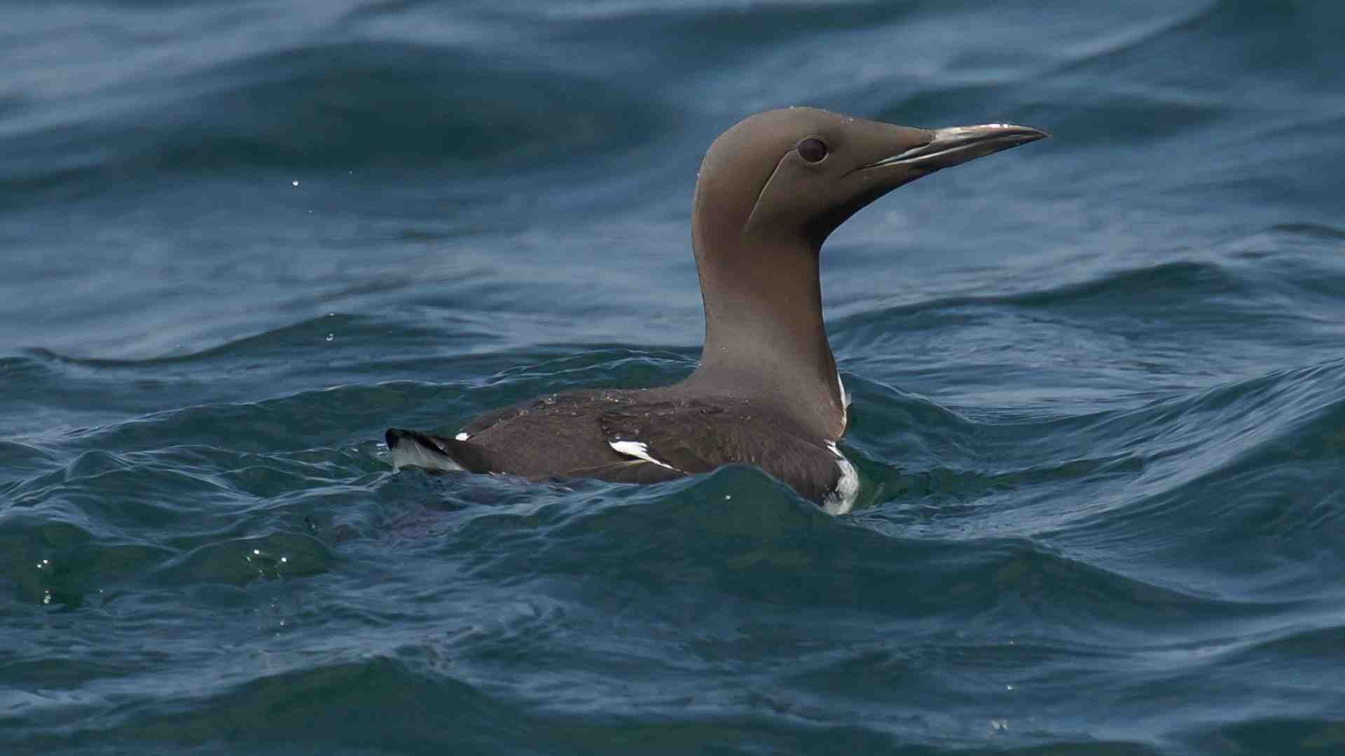 Guillemot