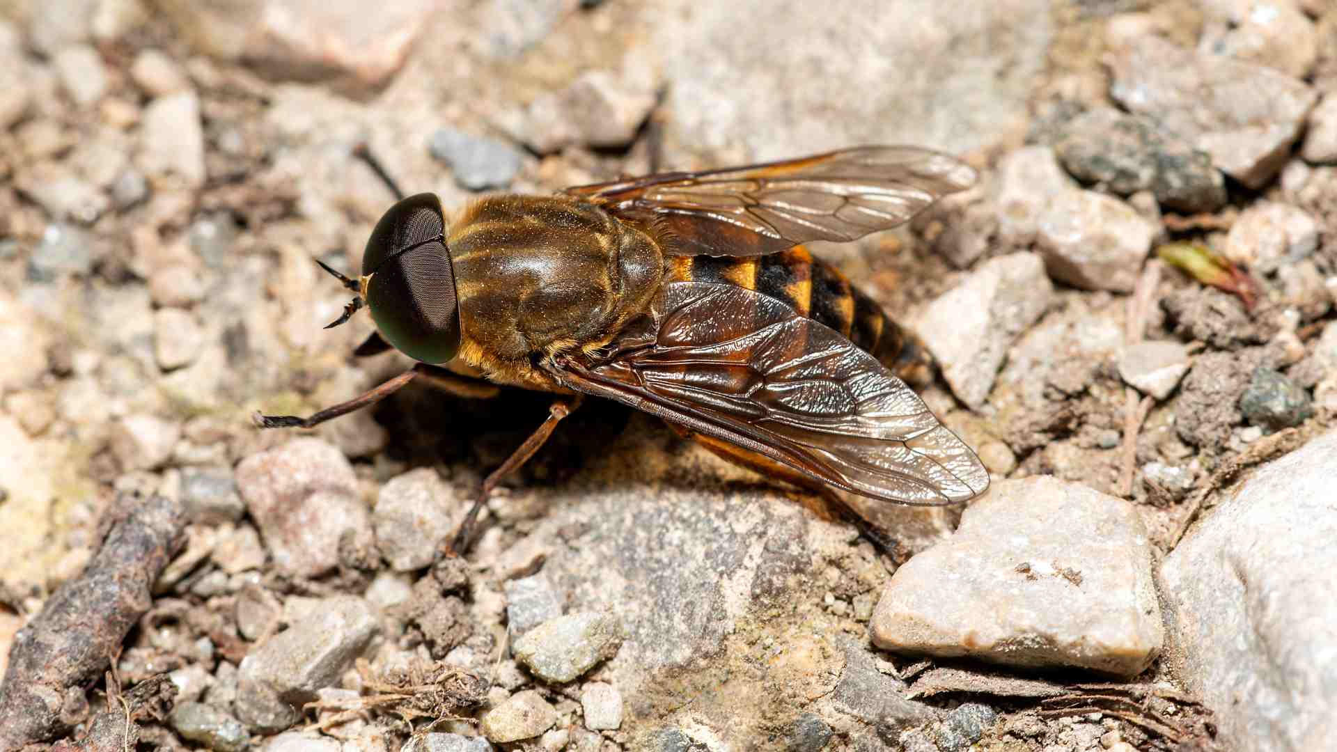 Horsefly