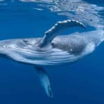 Humpback Whale