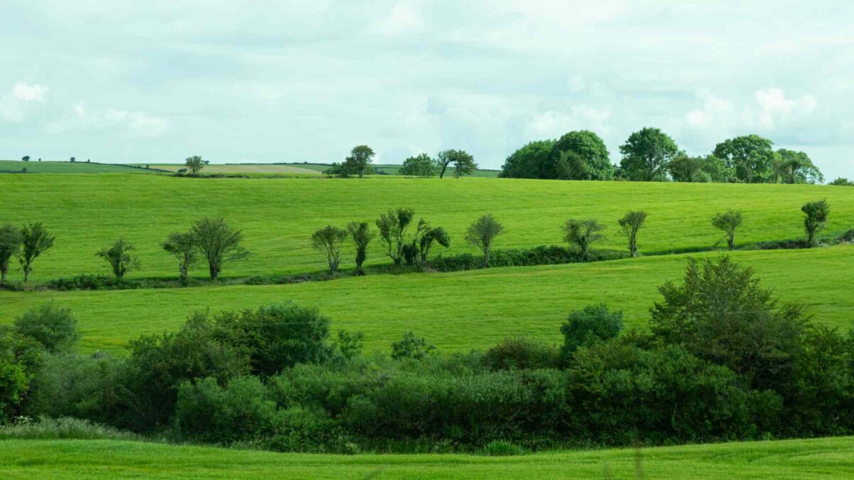 Irish FARM 1