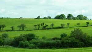 Irish FARM