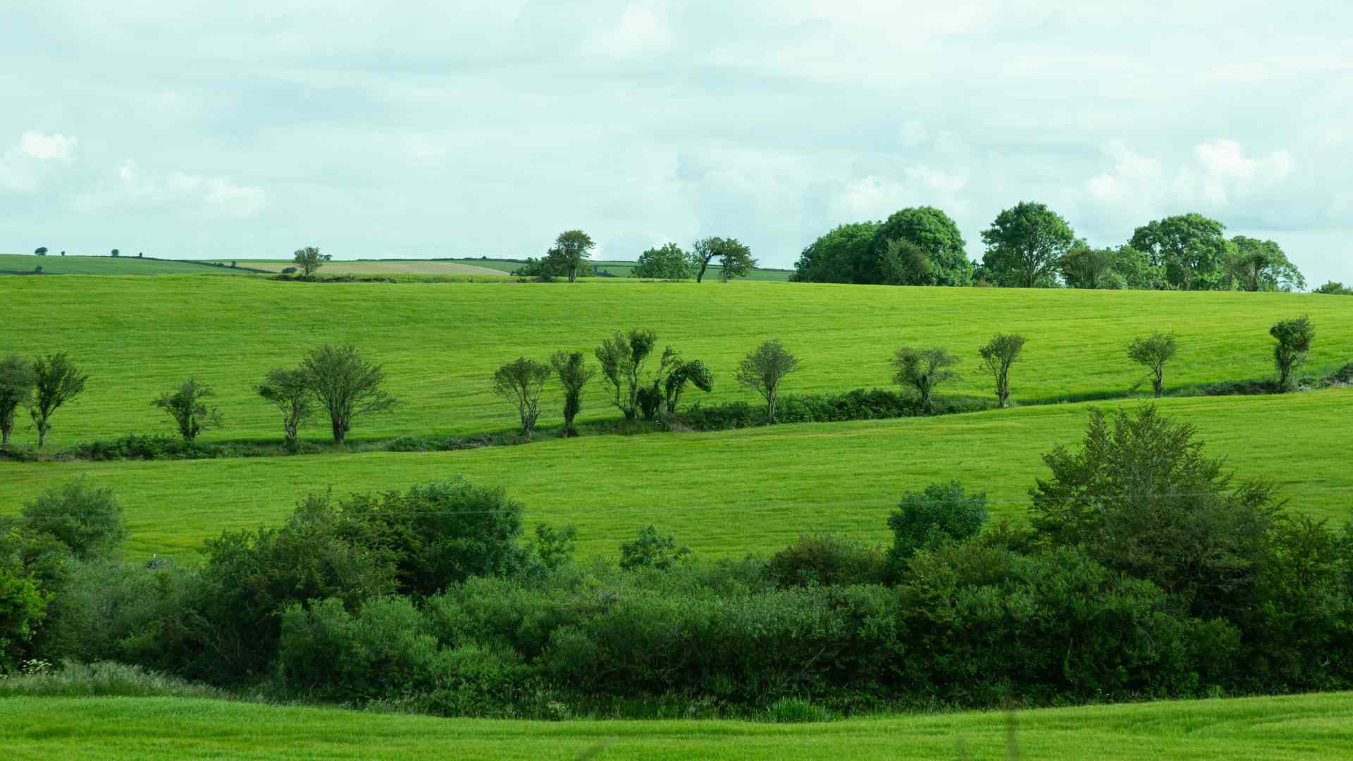 Irish FARM