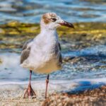 Laughing Gull