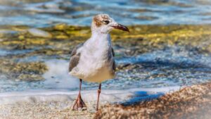 Laughing Gull
