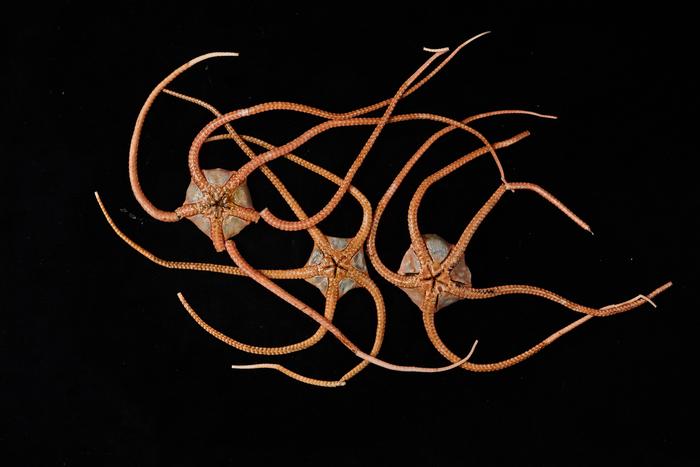 Ancient Sea Creatures Reveal Hidden Ocean Connections 26 Low Res Brittle stars. Photographer Nish Nizar. Source Museums Victoria