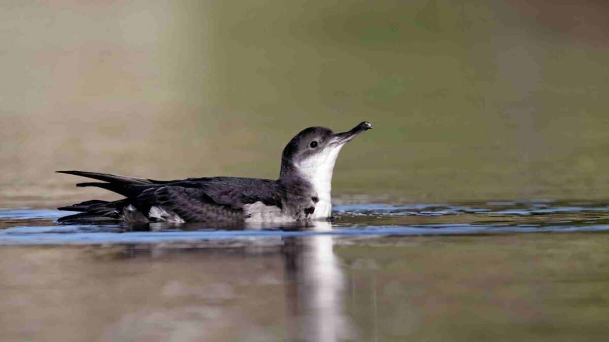 Ireland’s Seabird Habitats at a Crossroads 26 Manx Shearwater