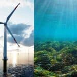 Offshore Wind Could Spark Sea Life Comeback 11 Offshore wind