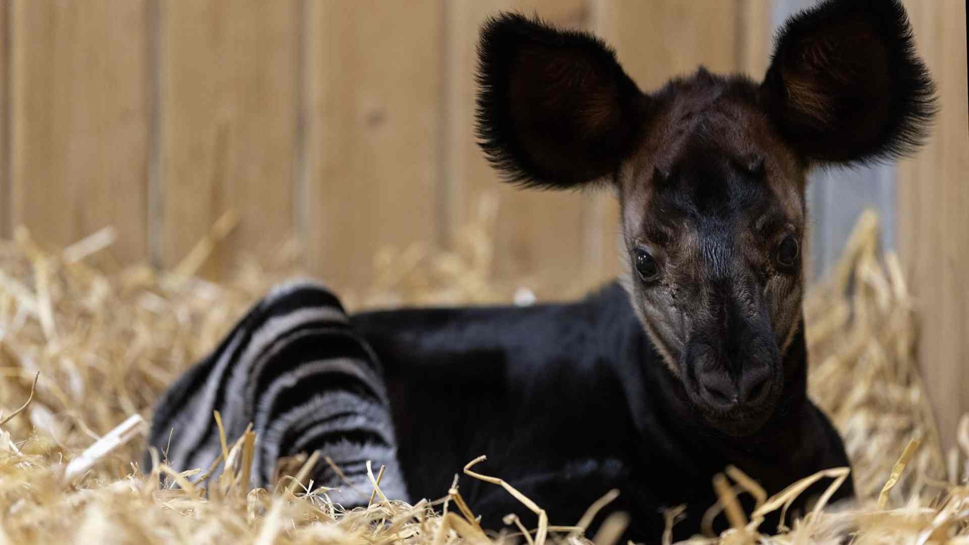 Okapi