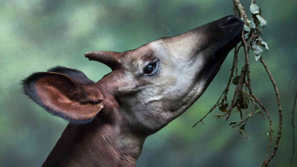 Rare Okapi Calf Born at Dublin Zoo 26 Okapi
