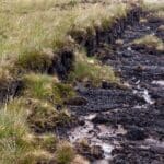Peatland