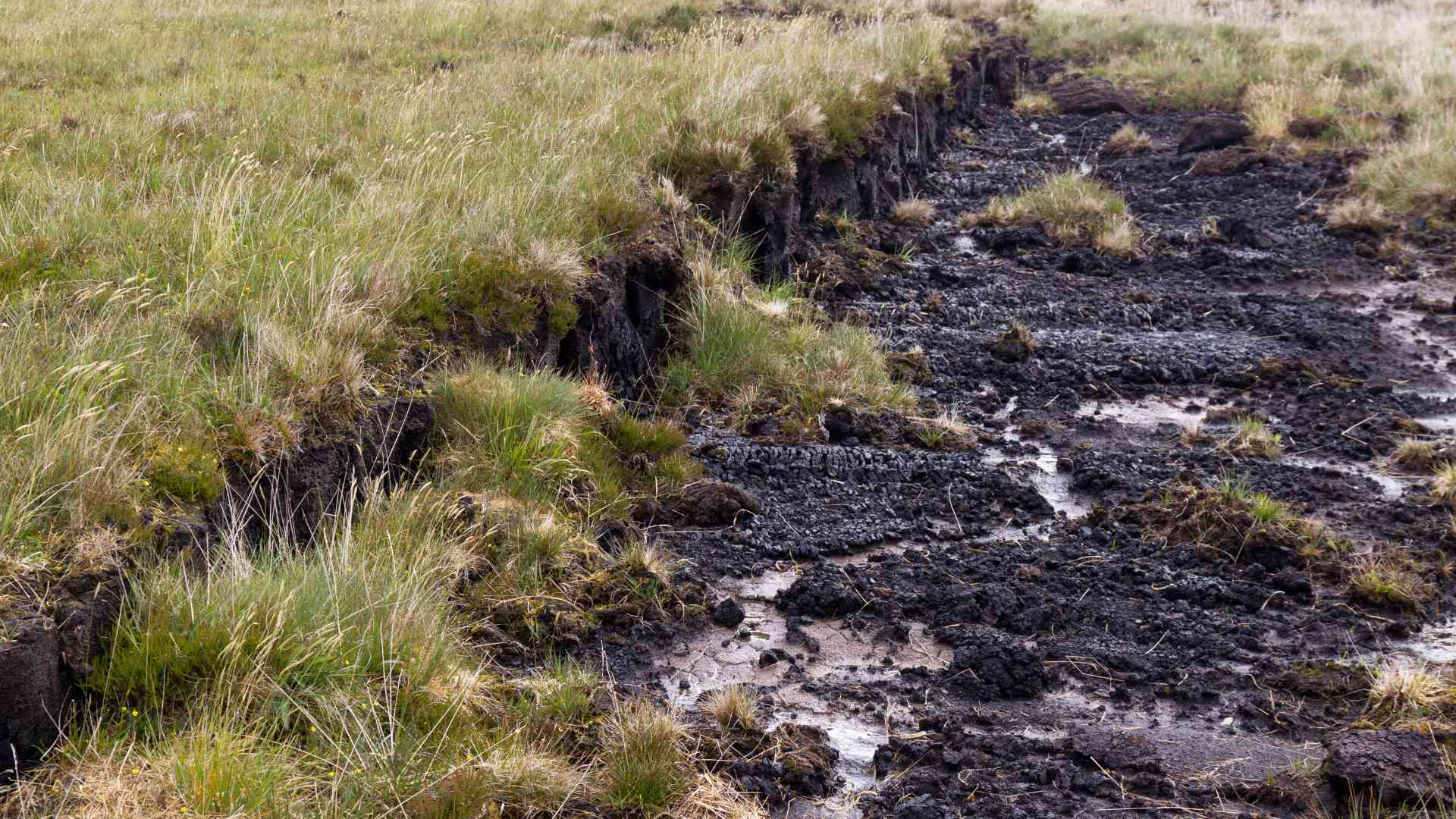 Peatland