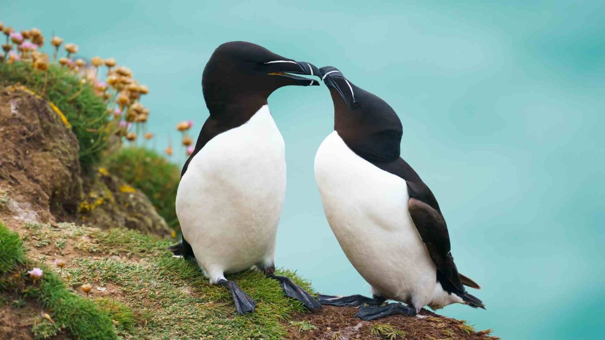 Razorbills-1200x675 New Seabird Wardens Patrol Great Saltee Island