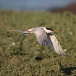 Roseate Tern