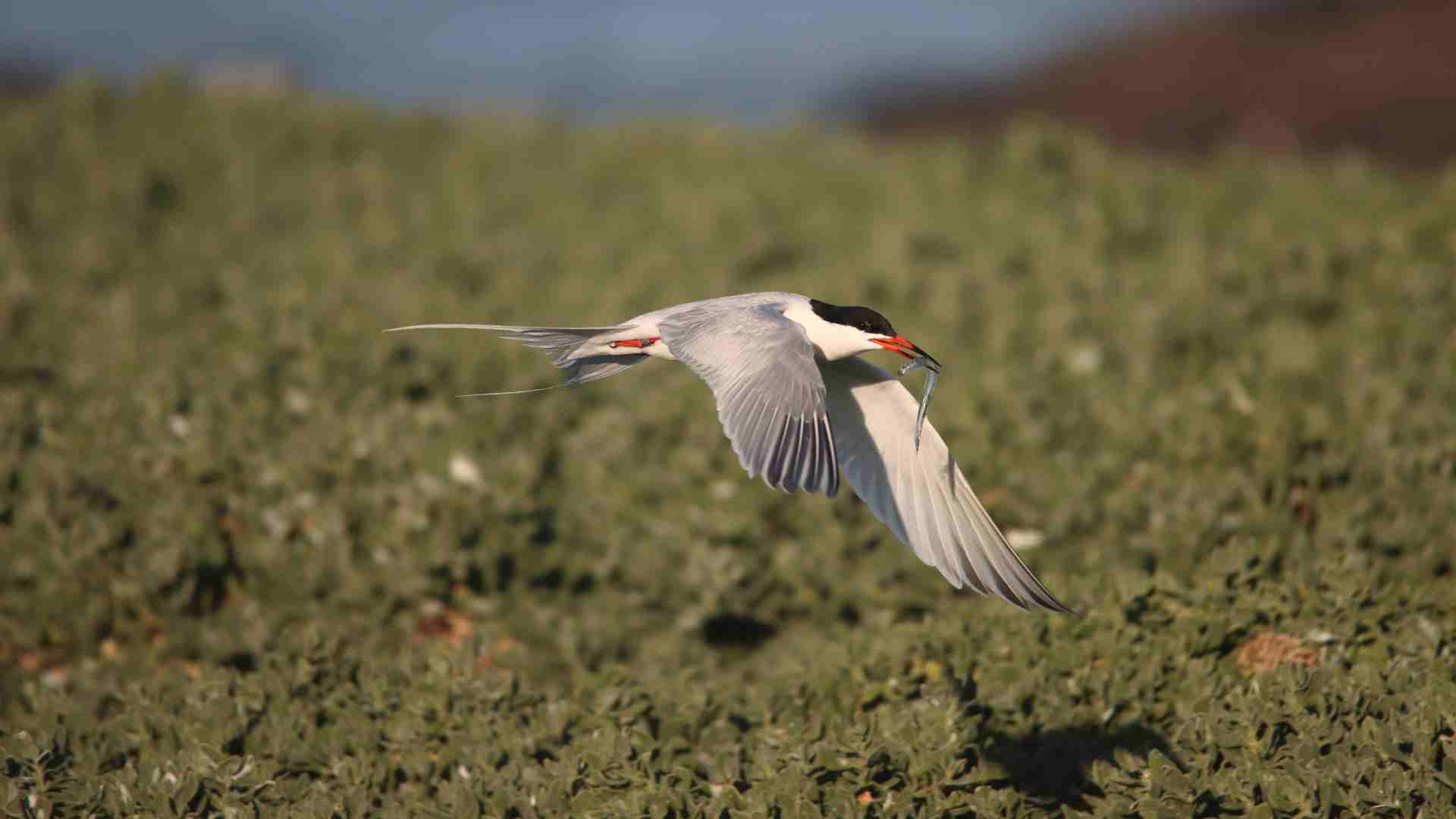 Roseate Tern