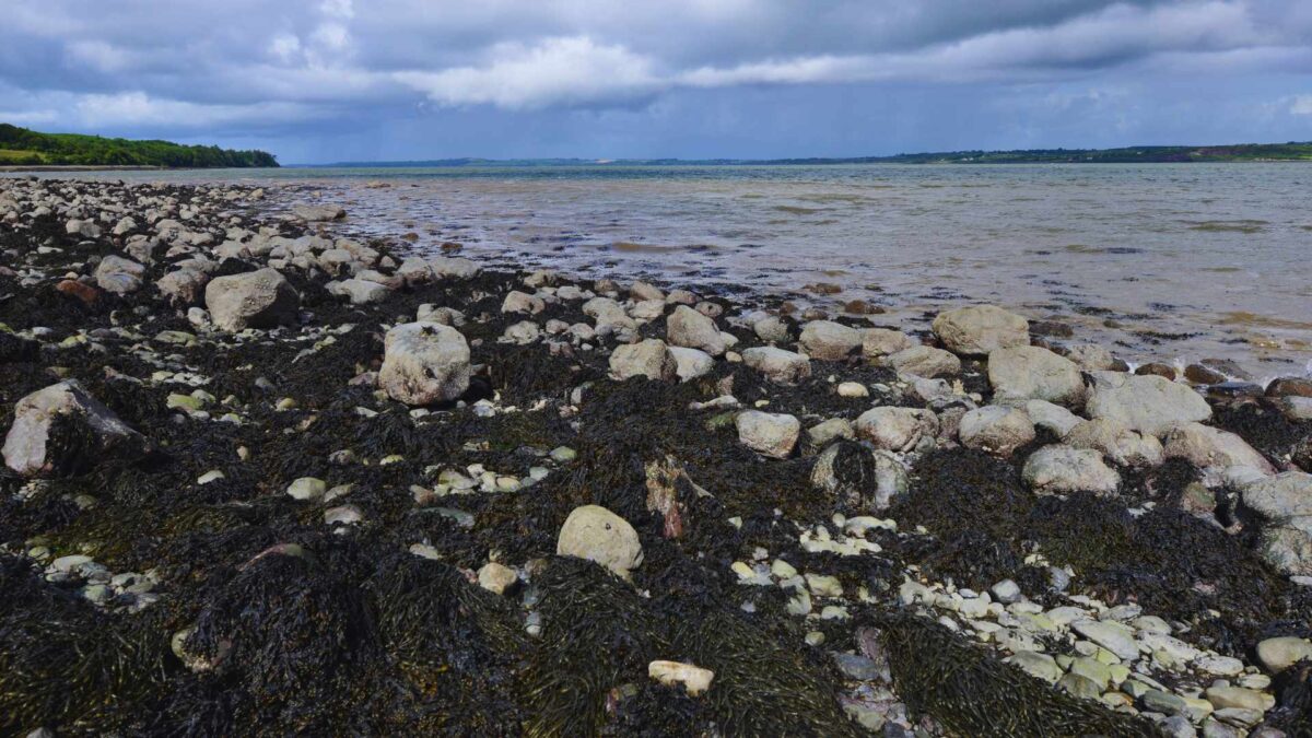 The Shannon Estuary