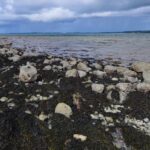 The Shannon Estuary