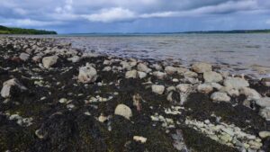 The Shannon Estuary