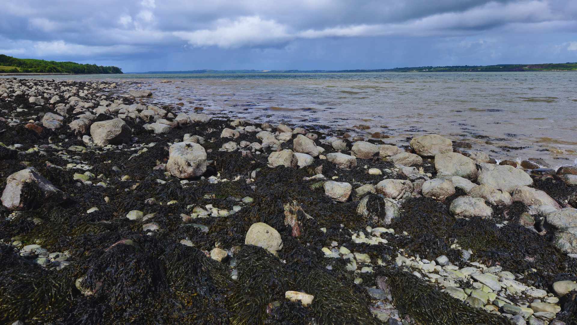 The Shannon Estuary