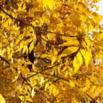 ash tree