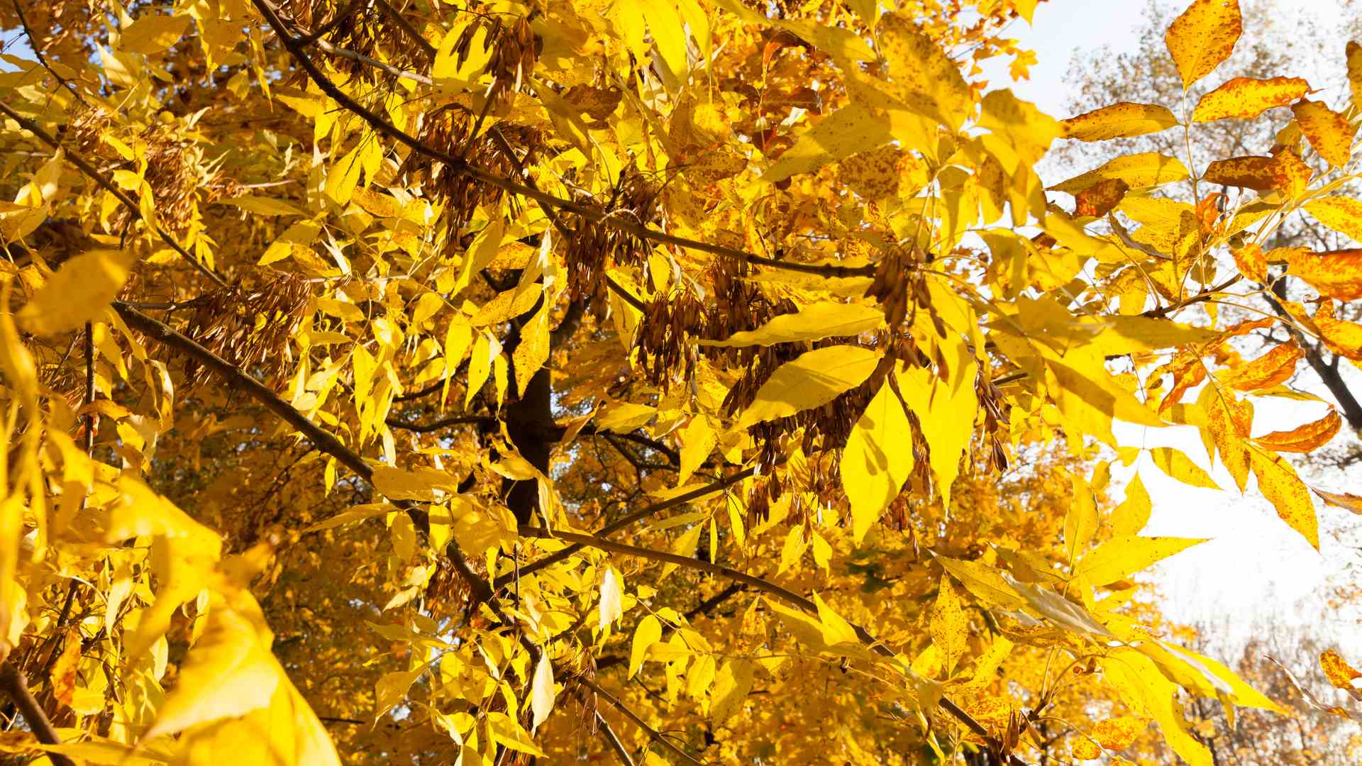 ash tree
