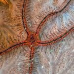 Brittle Star