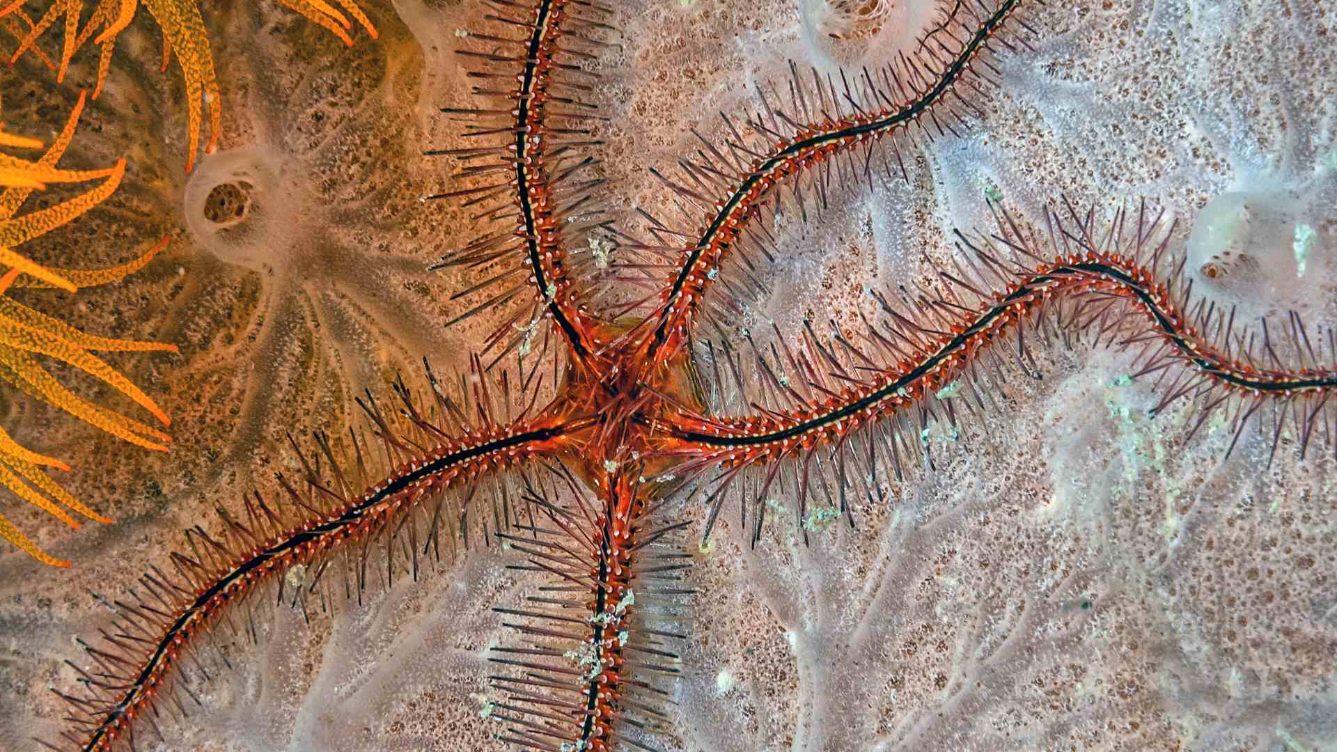 Brittle Star