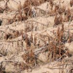 dead crops
