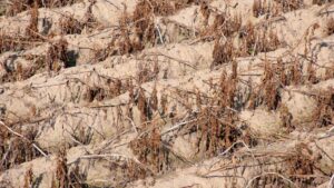 dead crops
