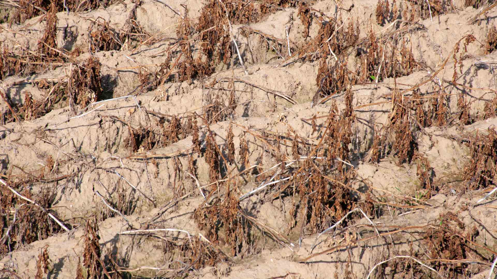 dead crops
