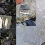 Mixed species, including juvenile trout, floating at the site.