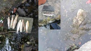 Mixed species, including juvenile trout, floating at the site.