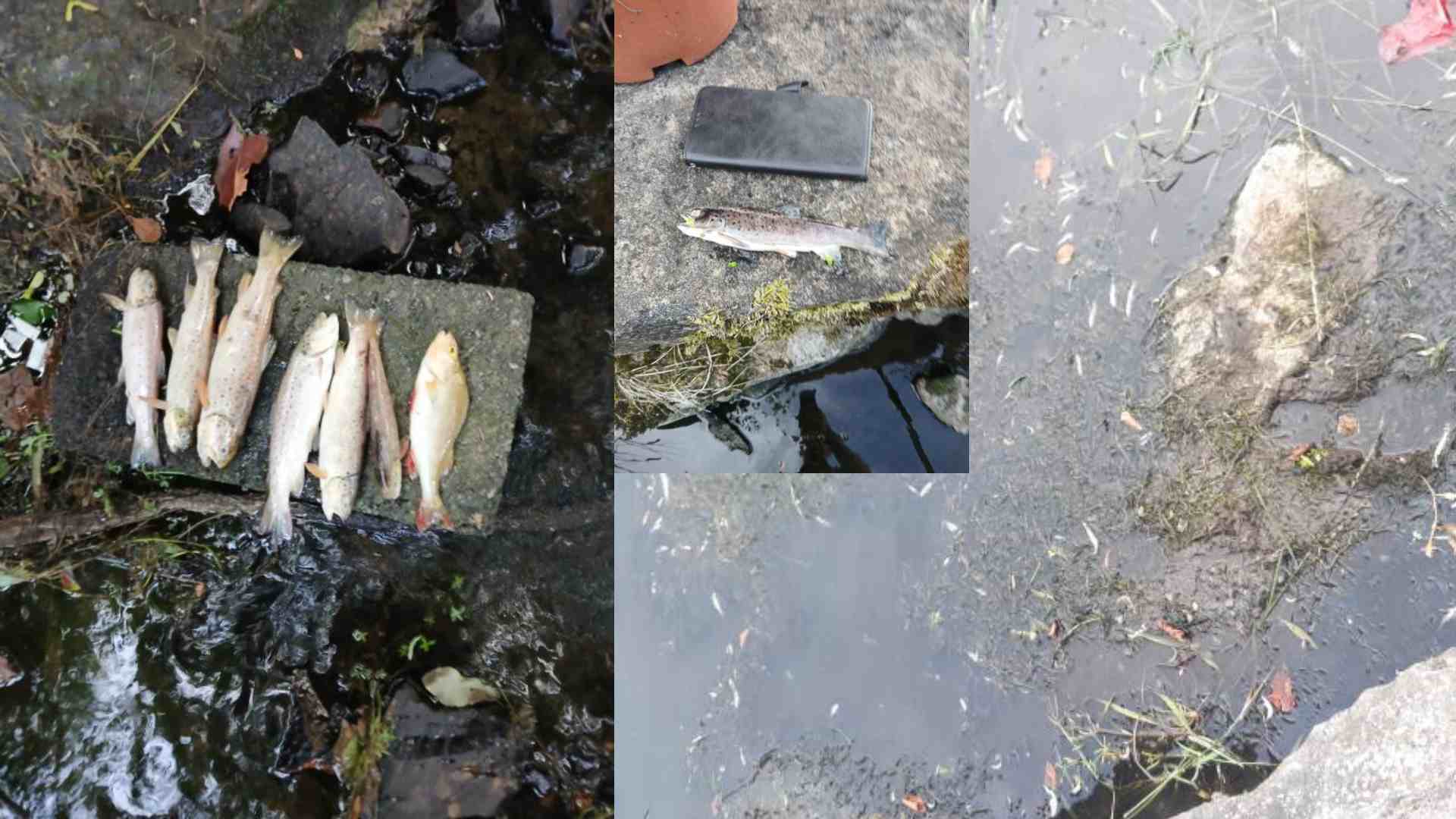 Mixed species, including juvenile trout, floating at the site.