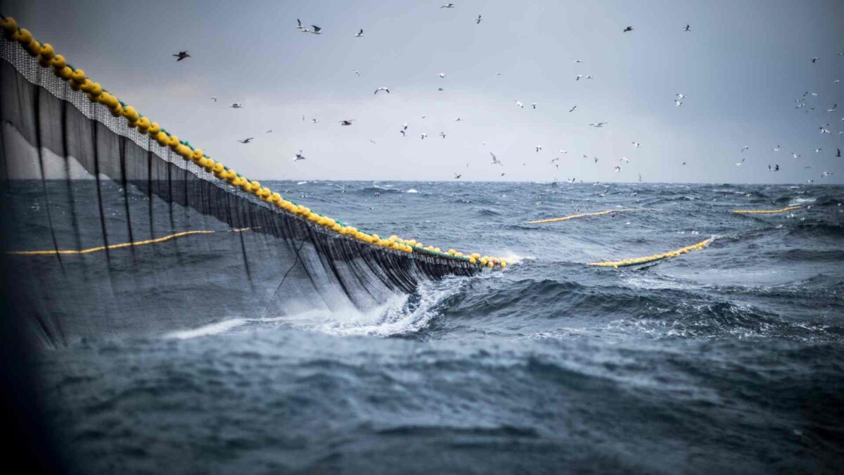 Satellite Data Shows Most Protected Seas Are Working 25 industrial fishing