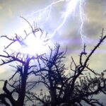 Lightning Strikes Kill 320M Trees Worldwide Each Year 11 lightning