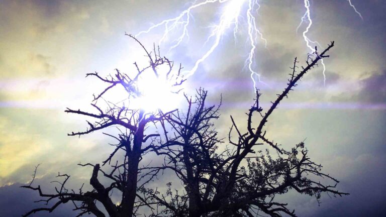 Lightning Strikes Kill 320M Trees Worldwide Each Year