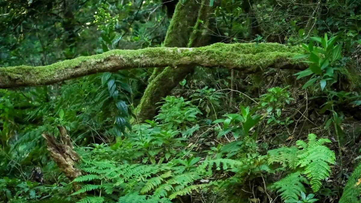 prehistoric forests
