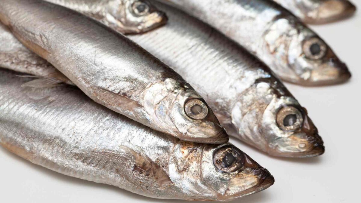 sprat-1200x675 Wildlife Trust Welcomes Trawler Ban