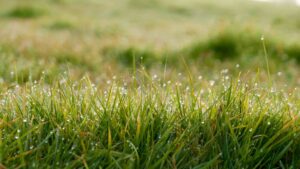 wet grass from rainfall