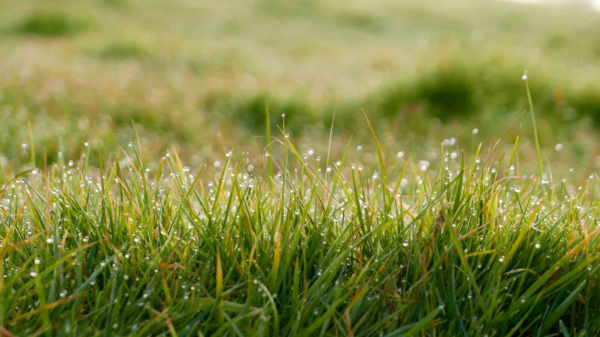 wet grass from rainfall